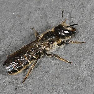 Osmia florisomne, W Osmia florisomne, W