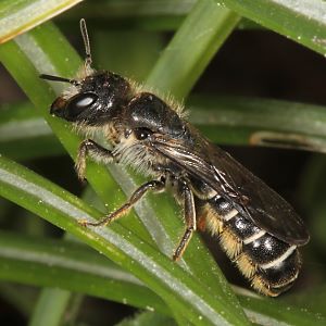 Osmia (Chelostome) florisomnis, W Osmia (Chelostome) florisomnis, W