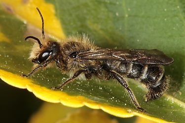 Osmia (Chelostome) florisomne, M Osmia (Chelostome) florisomne, M