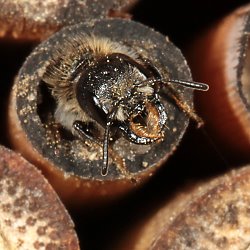 Osmia (Chelostome) florisomne, W Osmia (Chelostome) florisomne, W