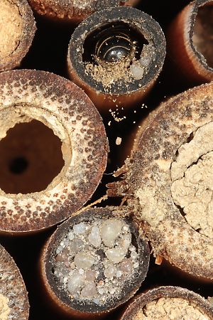 Osmia florisomne, W Osmia florisomne, W