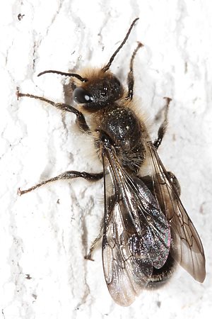 Osmia florisomne, M Osmia florisomne, M