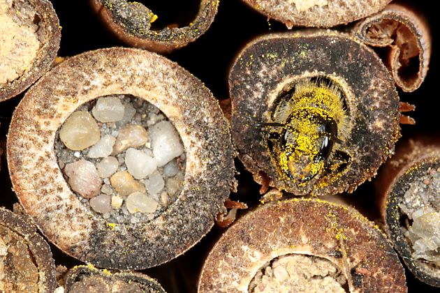 Osmia florisomne in Niströhre Osmia florisomne in Niströhre
