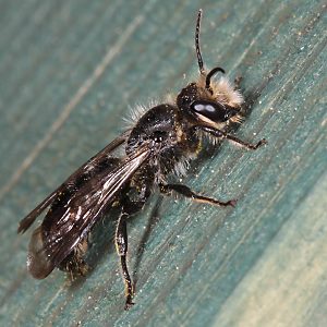 Osmia (Chelostoma) florisomne, M Osmia (Chelostoma) florisomne, M