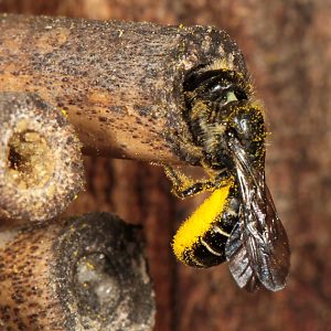 Osmia (Chelostoma) florisomne mit Hahnenfußpollen Osmia (Chelostoma) florisomne mit Hahnenfußpollen