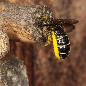 Osmia (Chelostoma) florisomne mit Hahnenfußpollen Osmia (Chelostoma) florisomne mit Hahnenfußpollen