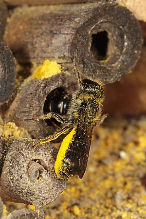 Osmia (Chelostoma) florisomne mit Hahnenfußpollen Osmia (Chelostoma) florisomne mit Hahnenfußpollen