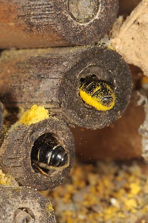 Osmia (Chelostoma) florisomne mit Hahnenfußpollen Osmia (Chelostoma) florisomne mit Hahnenfußpollen