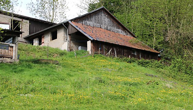 Hahnenfuß-Wiese (1) Hahnenfuß-Wiese (1)