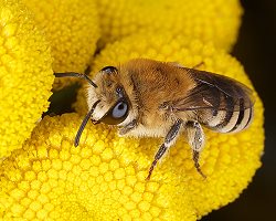 Seidenbiene Colletes fodiens, W Seidenbiene Colletes fodiens, W