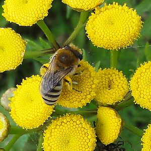 Colletes fodiens, W - Bild gesucht