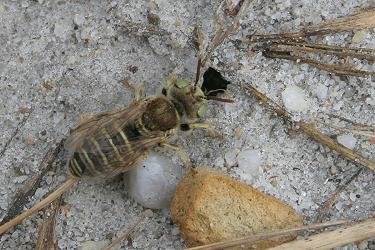 Buntbienen auf Salzlacke