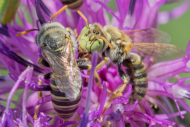 Buntbienen Camptopoeum friesei Camptopoeum friesei