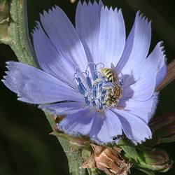 Salz-Buntbiene (Camptopoeum friesei) Salz-Buntbiene (Camptopoeum friesei)