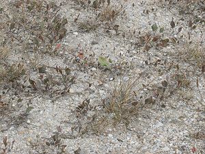 Salzlacken am Neusiedler See
