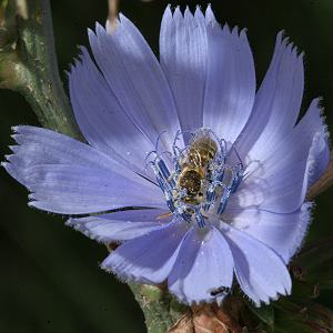Camptopoeum friesei, M Camptopoeum friesei, M