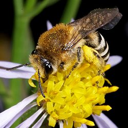 Küsten-Seidenbiene (Colletes halophilus), W Küsten-Seidenbiene (Colletes halophilus), W