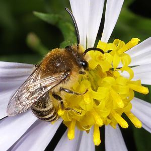 Colletes halophilus, W