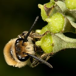 Colletes hederae an Efeu Colletes hederae an Efeu