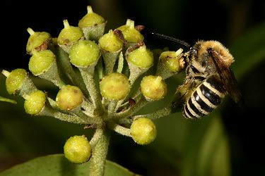 Colletes hederae, W Colletes hederae, W
