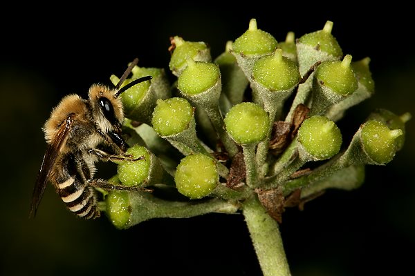 Colletes hederae, W Colletes hederae, W