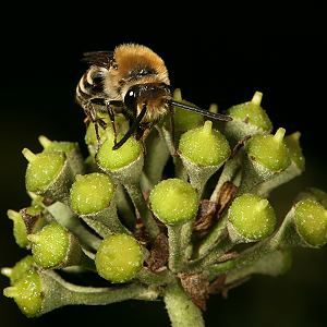 Colletes hederae, W Colletes hederae, W