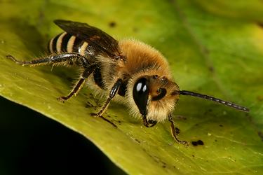 Colletes hederae, M Colletes hederae, M