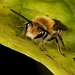 Colletes hederae, M Colletes hederae, M
