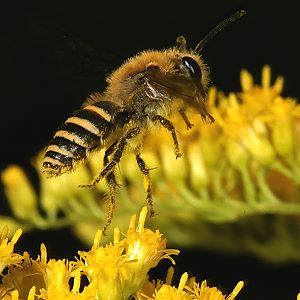 Colletes hederae, W Colletes hederae, W