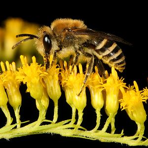 Colletes hederae, W Colletes hederae, W
