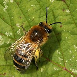 Colletes hederae, W Colletes hederae, W
