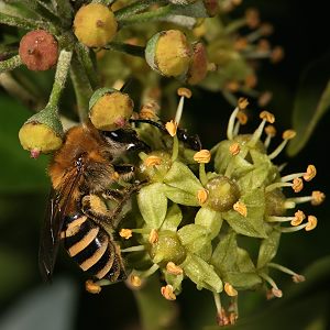 Colletes hederae, W Colletes hederae, W