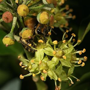 Colletes hederae, W Colletes hederae, W