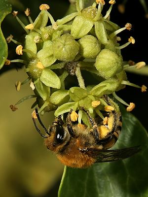 Colletes hederae, W Colletes hederae, W