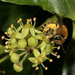 Colletes hederae, W Colletes hederae, W