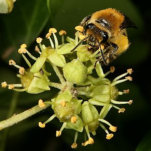 Colletes hederae, W Colletes hederae, W