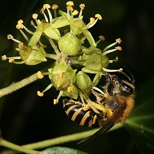 Colletes hederae, W Colletes hederae, W
