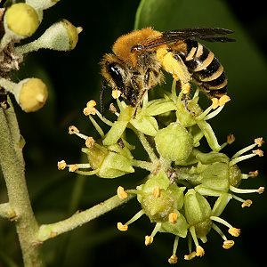 Colletes hederae, W Colletes hederae, W