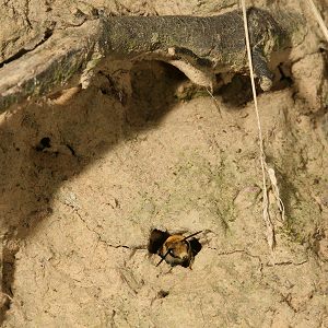 Colletes-hederae-Nestr&ouml;hre mit M.