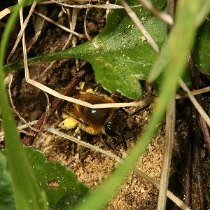 Colletes hederae, W