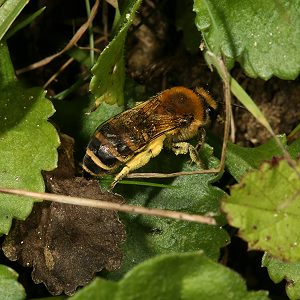 Colletes hederae, W