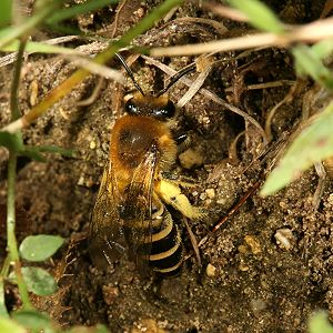Colletes hederae, W