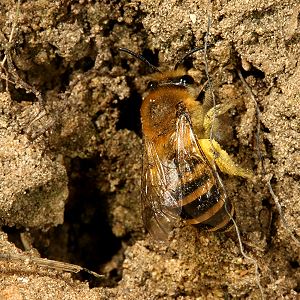 Colletes hederae, W