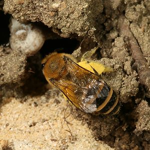 Colletes hederae, W