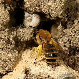 Colletes hederae, W