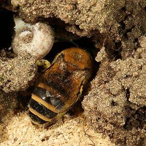 Colletes hederae, W