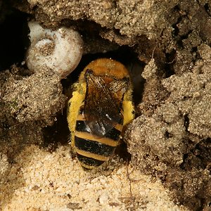 Colletes hederae, W