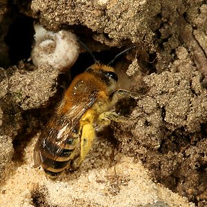 Colletes hederae, W