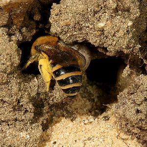 Colletes hederae, W