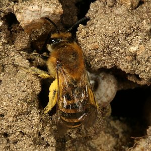 Colletes hederae, W